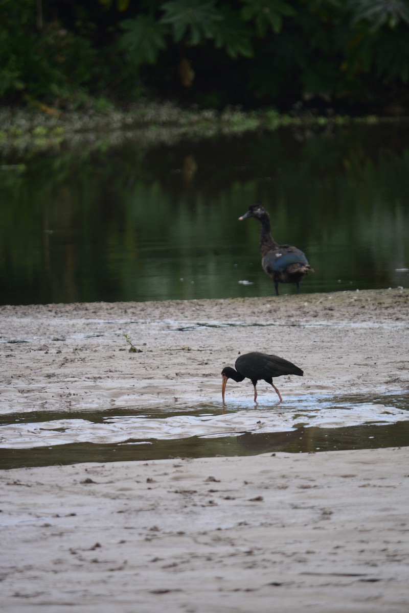 Ibis à face nue - ML575689361