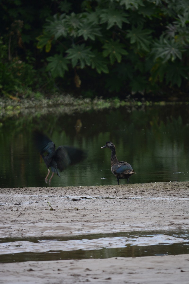 Ibis à face nue - ML575689371