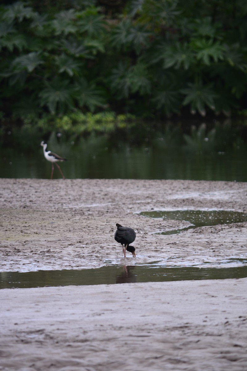 Ibis à face nue - ML575689381