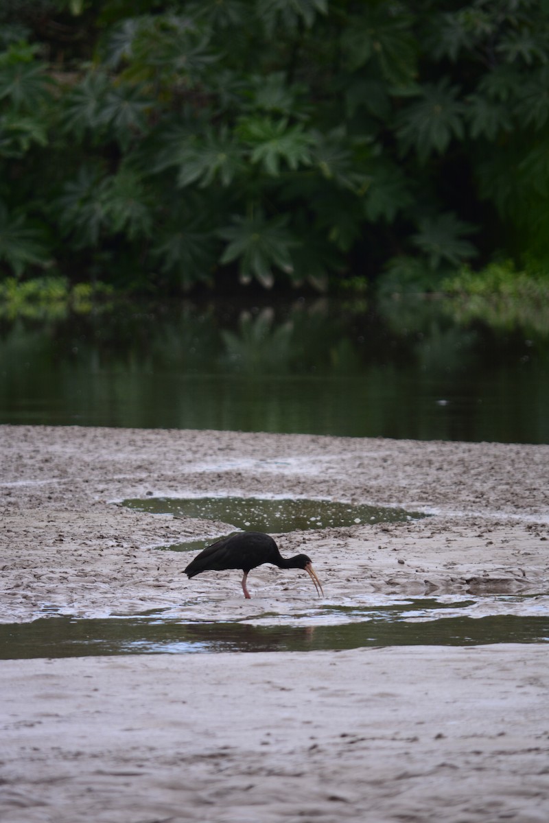 Bare-faced Ibis - ML575689391