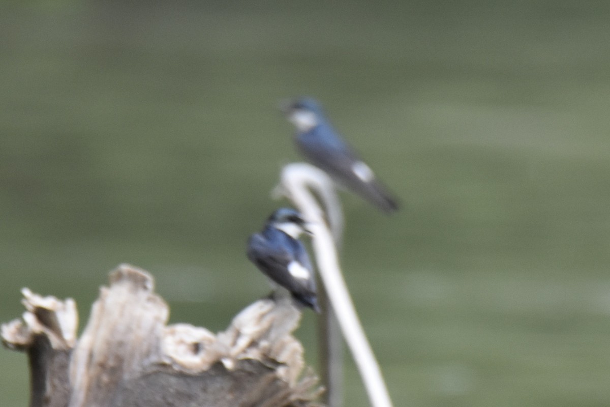 Golondrina de Manglar - ML575689741