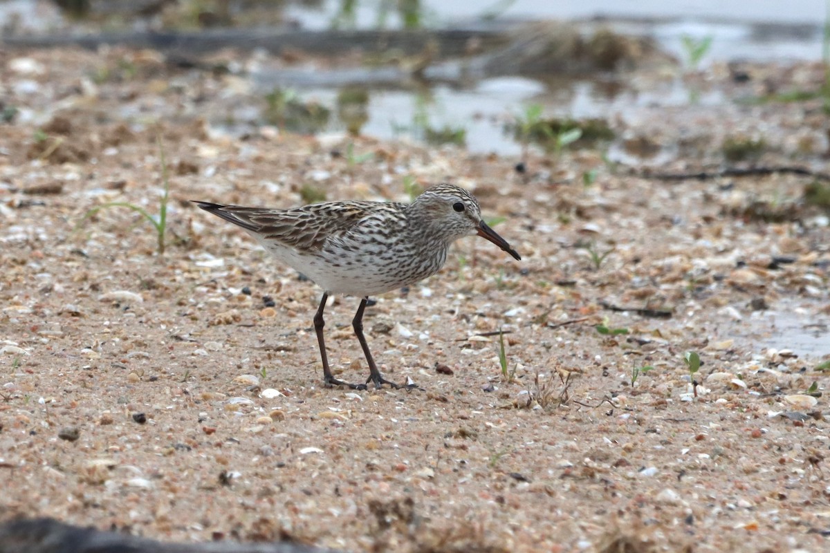 White-rumped Sandpiper - Vincent O'Brien