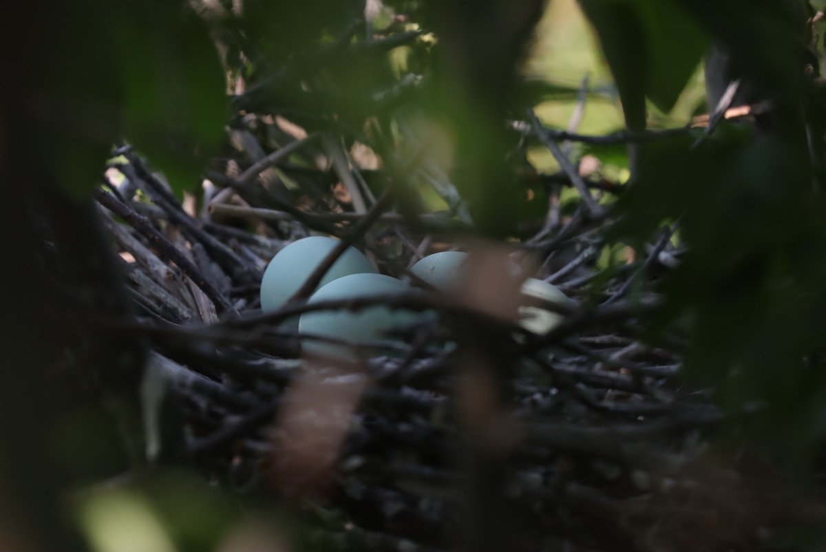 Black-crowned Night Heron - ML575689951