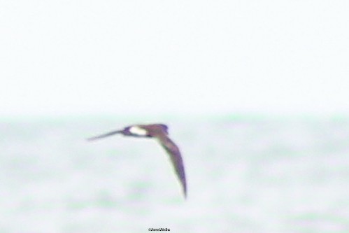 Band-rumped Storm-Petrel - ML575691181