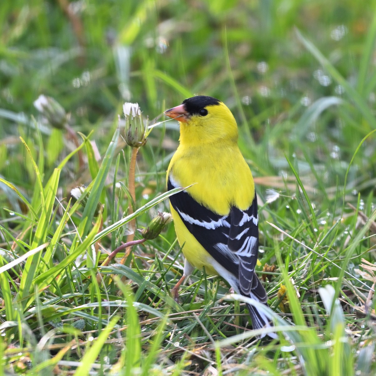 American Goldfinch - ML575691471