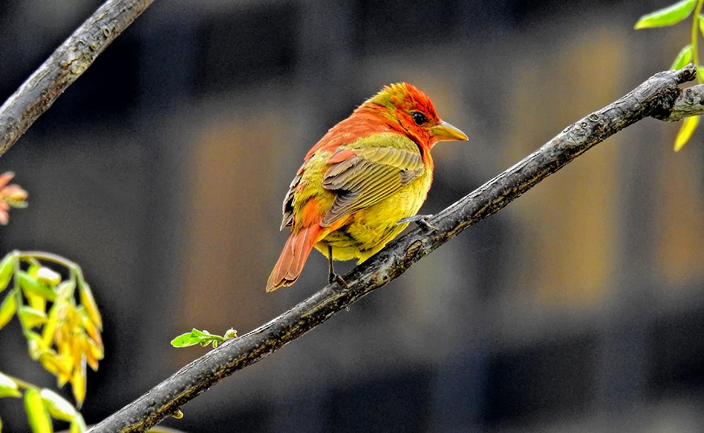 Summer Tanager - Donna Schulman