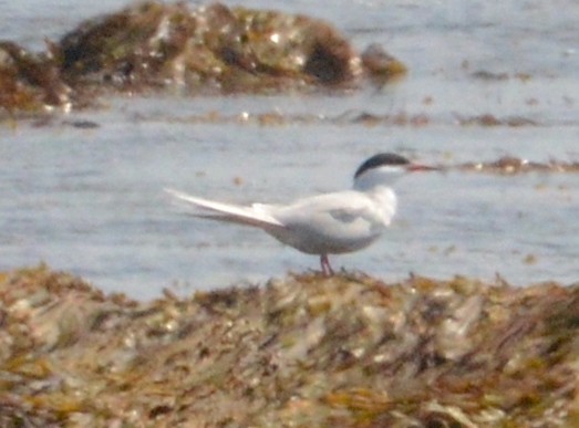 Common Tern - Matt Blaze