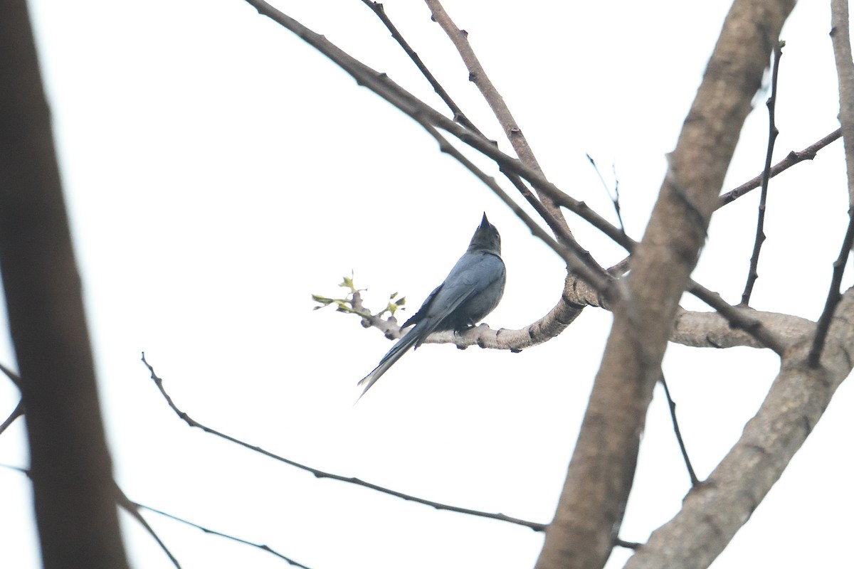 Large Cuckooshrike - ML575694401