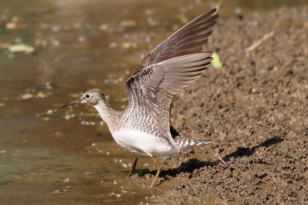 Solitary Sandpiper - ML575695331