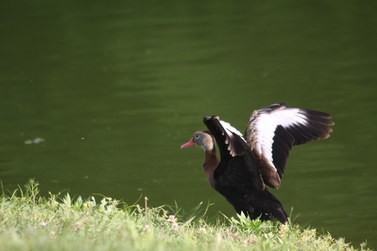 Black-bellied Whistling-Duck - ML575696171