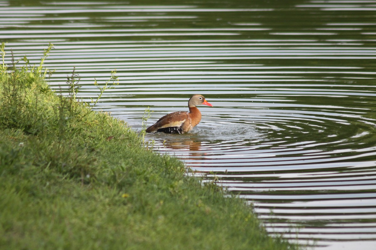 husička černobřichá - ML575696181