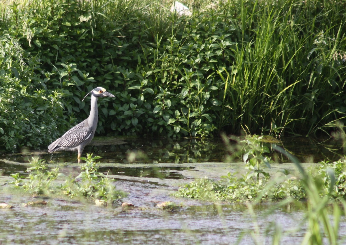 kvakoš žlutočelý - ML575696251