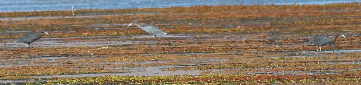 Little Blue Heron - ML57569641