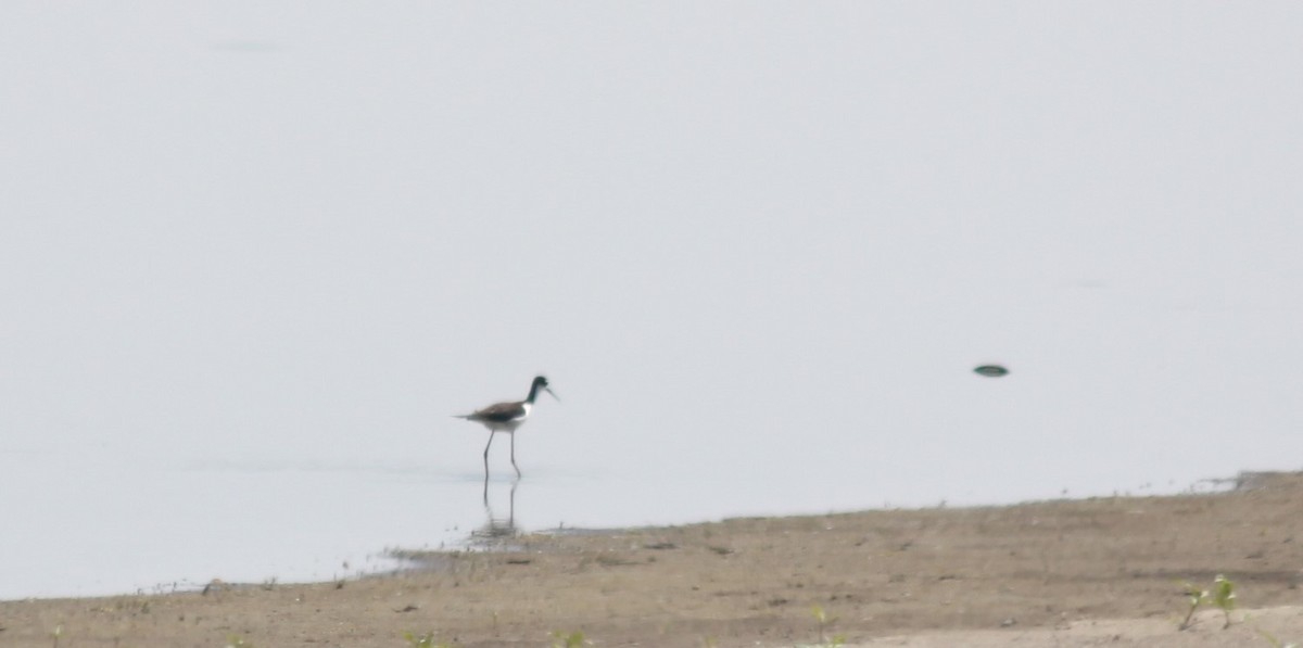 pisila černokrká - ML575696511