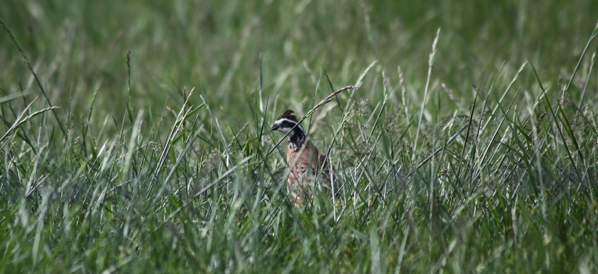 Northern Bobwhite - Jarred B