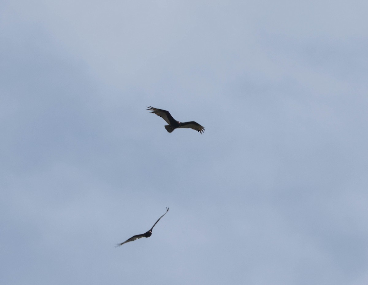 Turkey Vulture - ML575697401