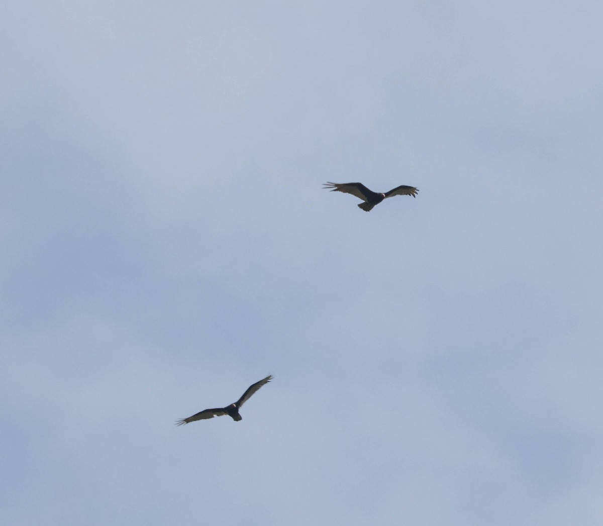 Turkey Vulture - ML575697411