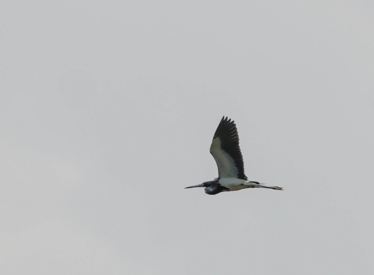 Tricolored Heron - Tracy Drake