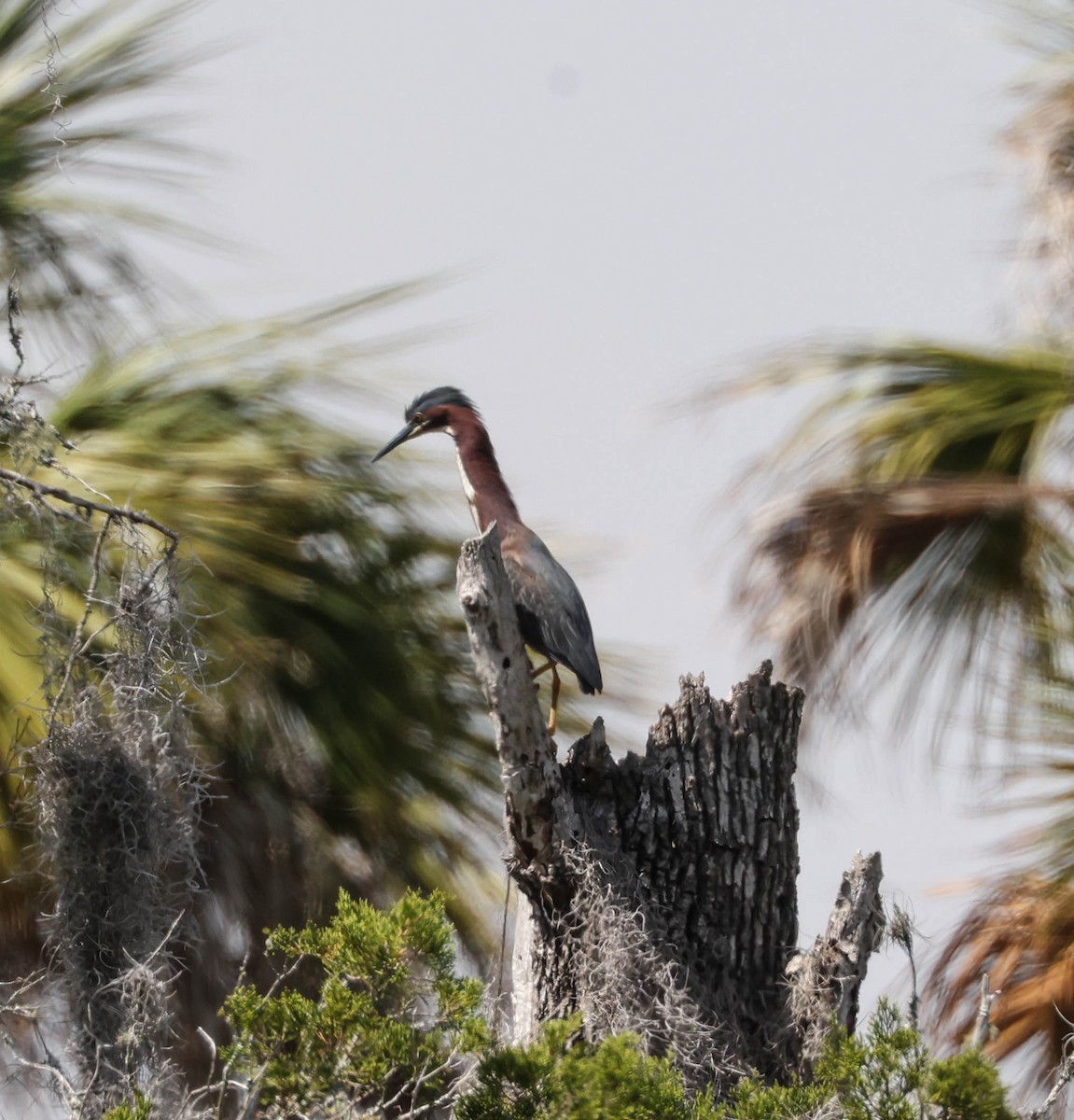 Green Heron - ML575698011