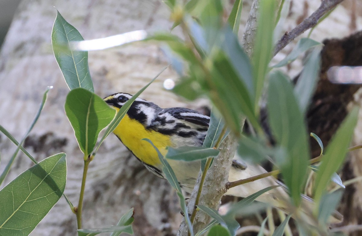 Yellow-throated Warbler - Tracy Drake