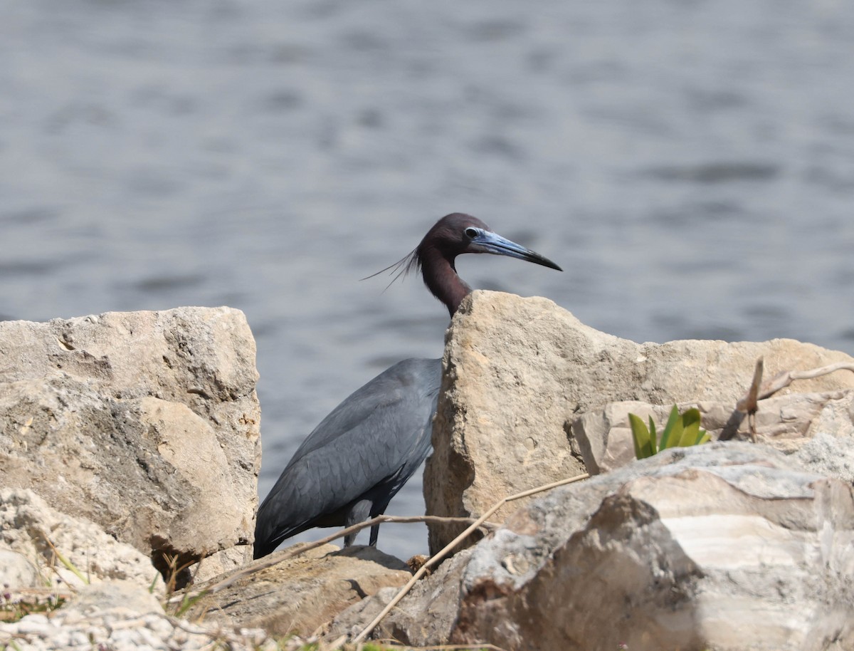 Little Blue Heron - ML575698291