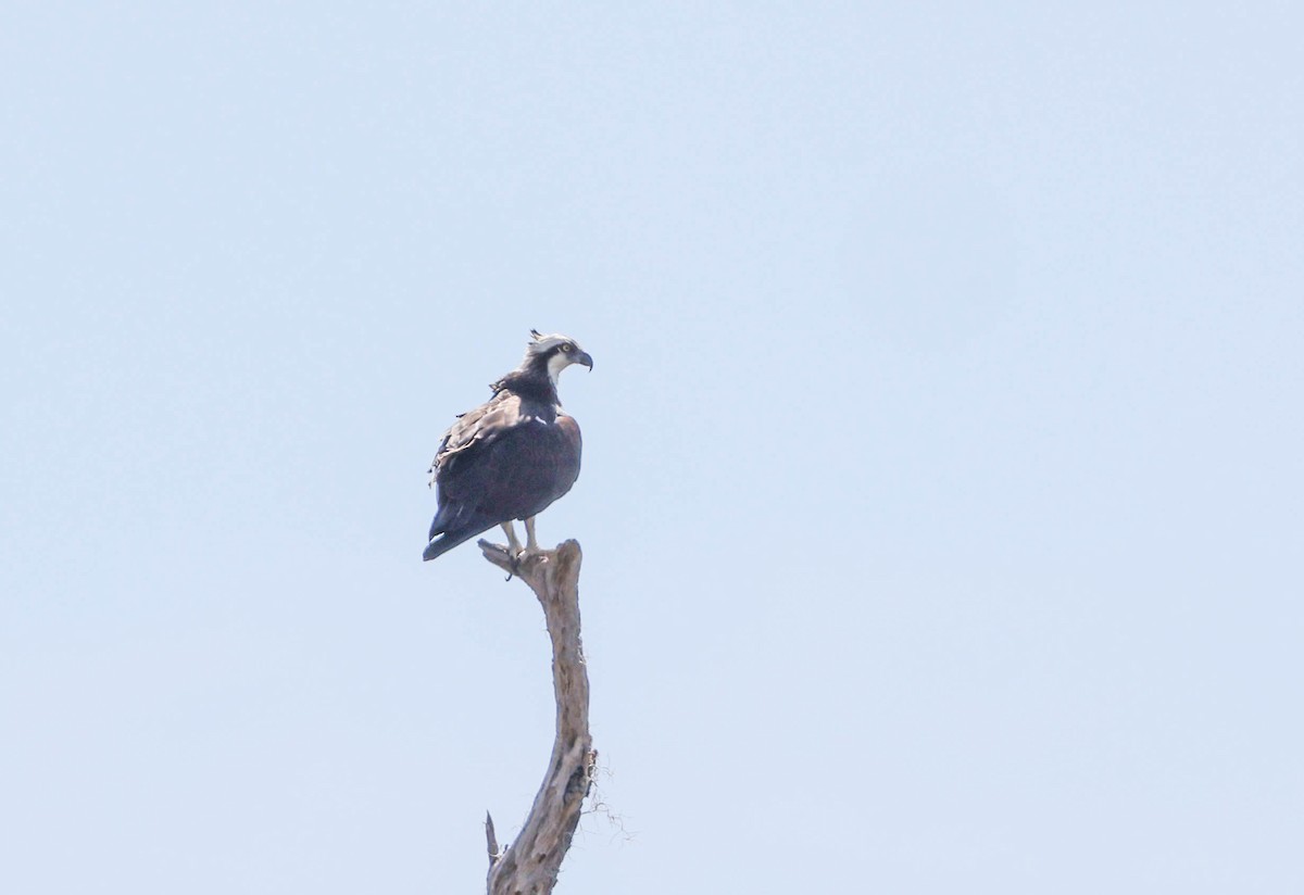 Osprey - Tracy Drake