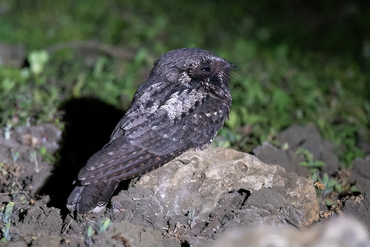 Cuban Nightjar - ML575699101