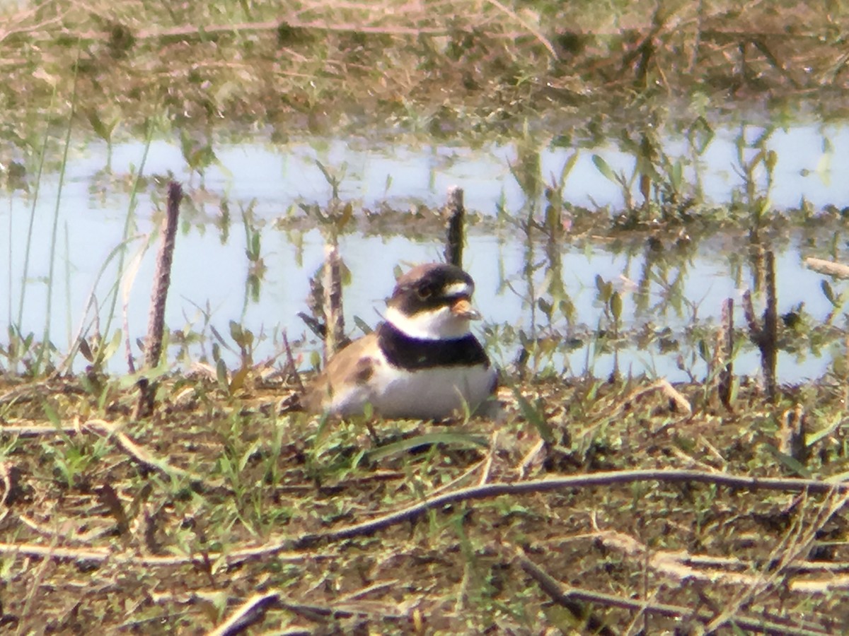 Semipalmated Plover - ML57569921