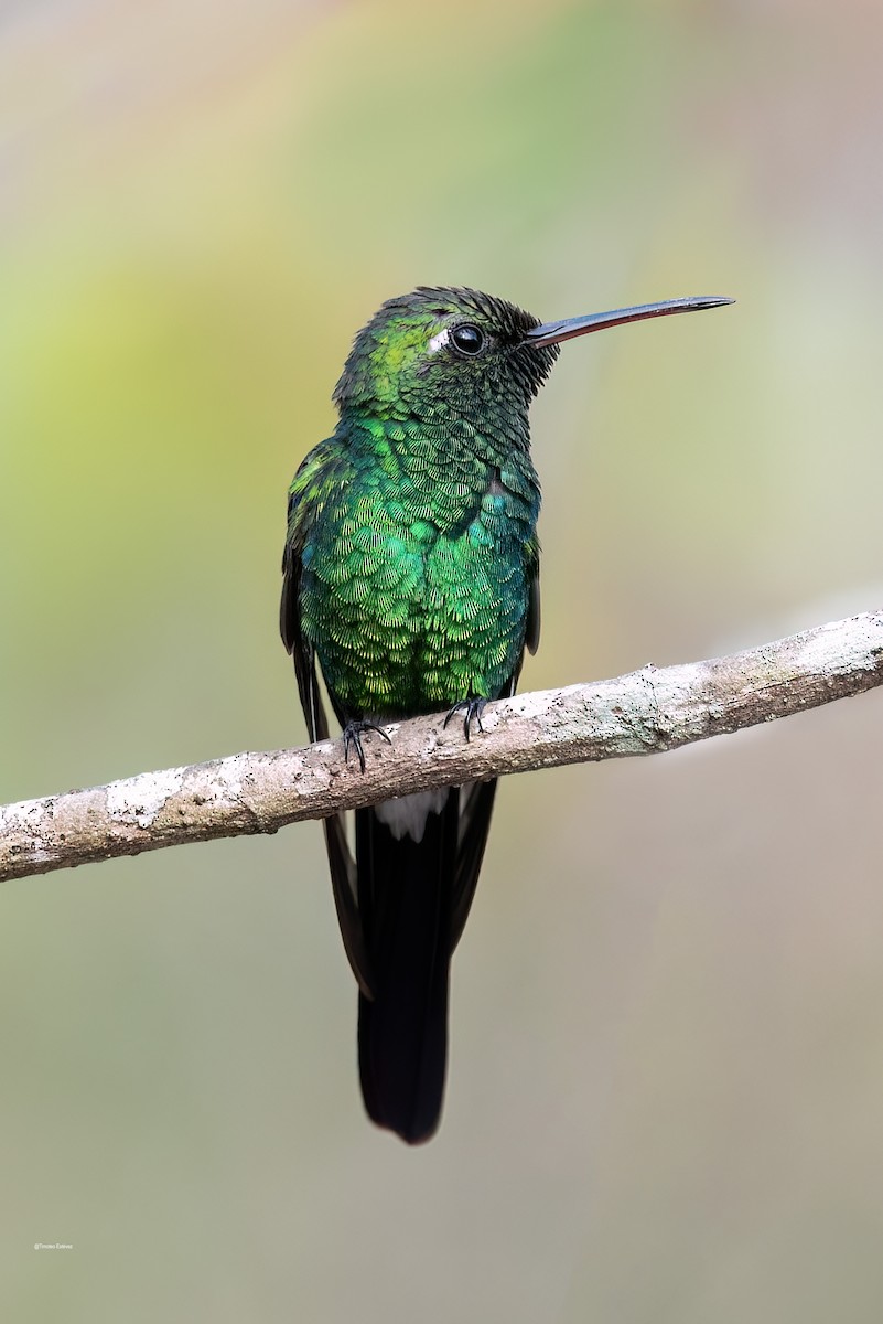 Cuban Emerald - ML575700171