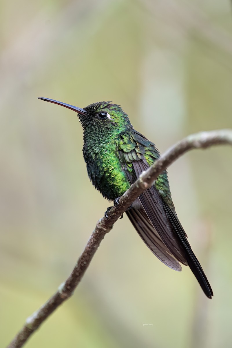 Cuban Emerald - ML575700181