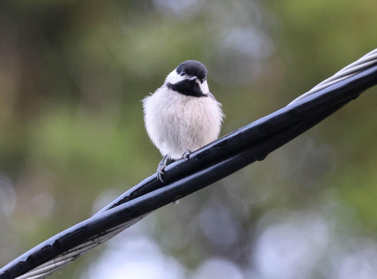 Carolina Chickadee - ML575700381