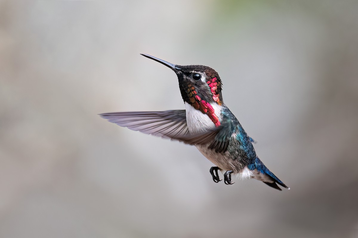 Bee Hummingbird - ML575700441