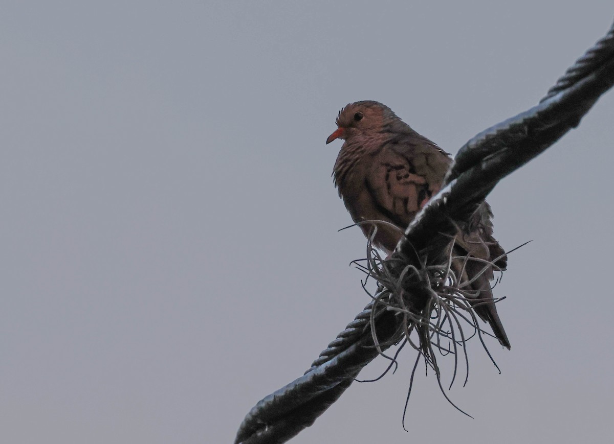 Common Ground Dove - Tracy Drake