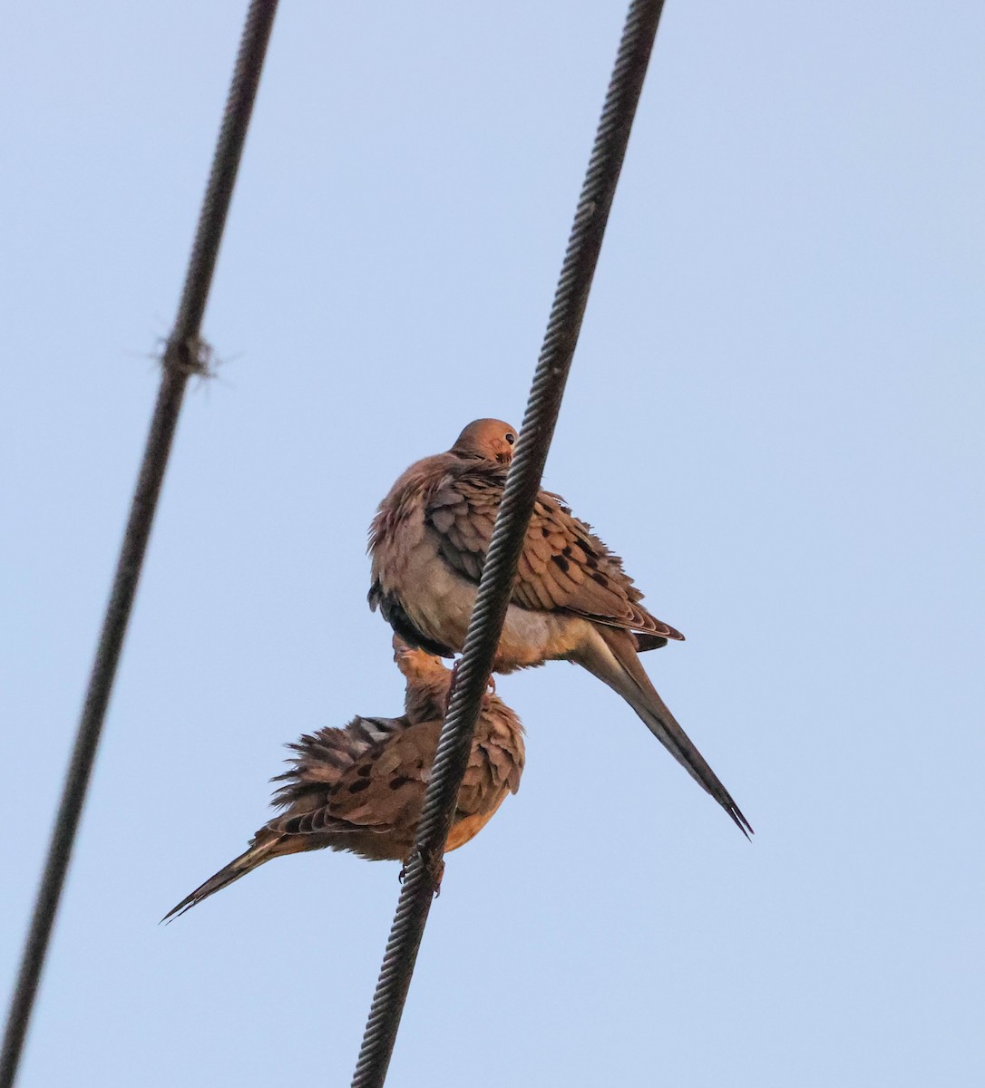 Mourning Dove - ML575700641