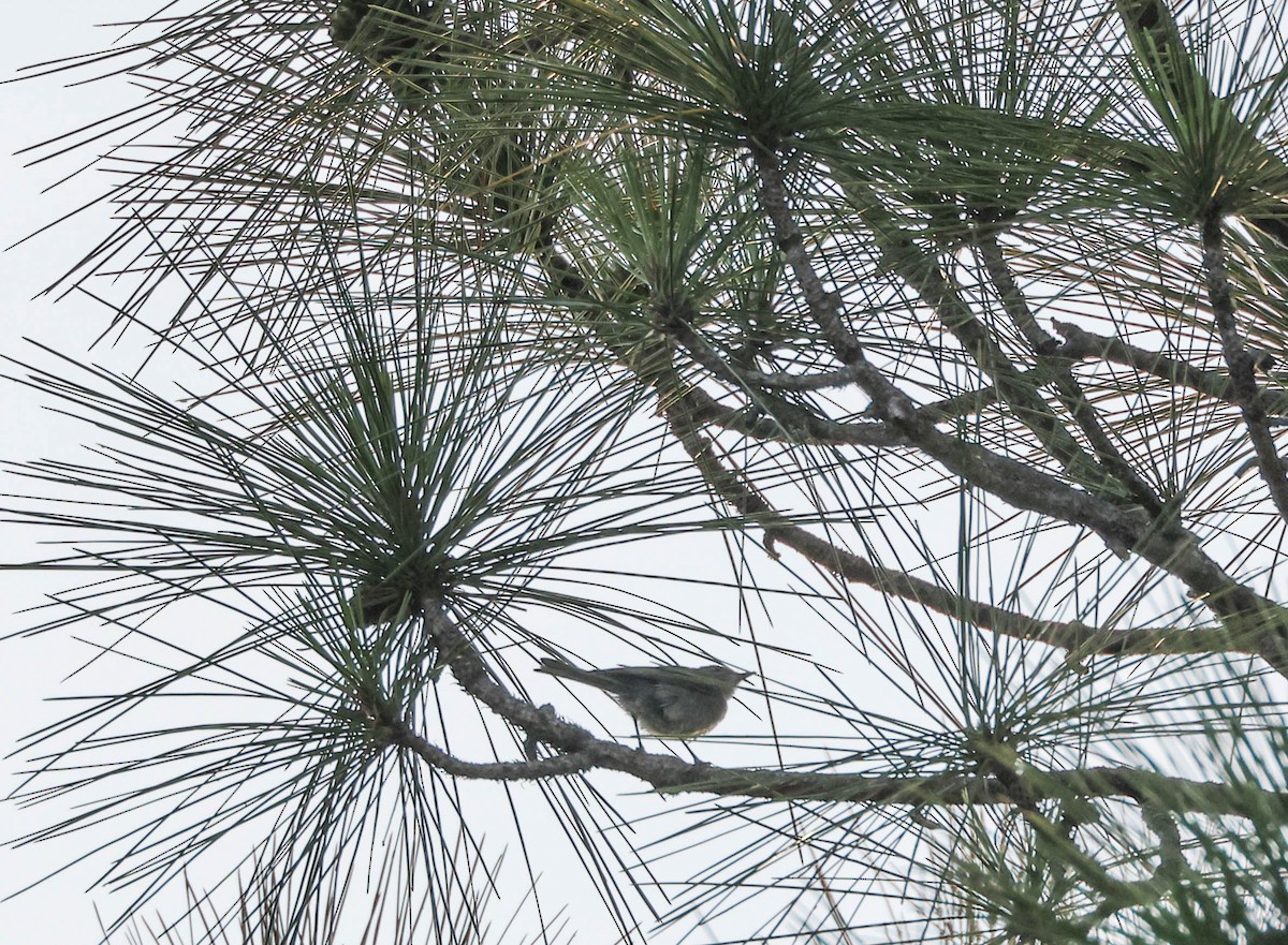 Blue-gray Gnatcatcher - ML575701401