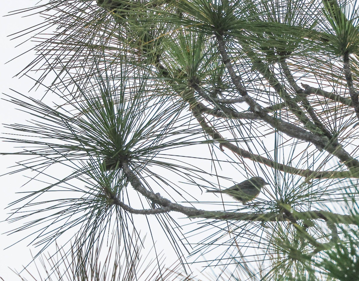 Blue-gray Gnatcatcher - ML575701471