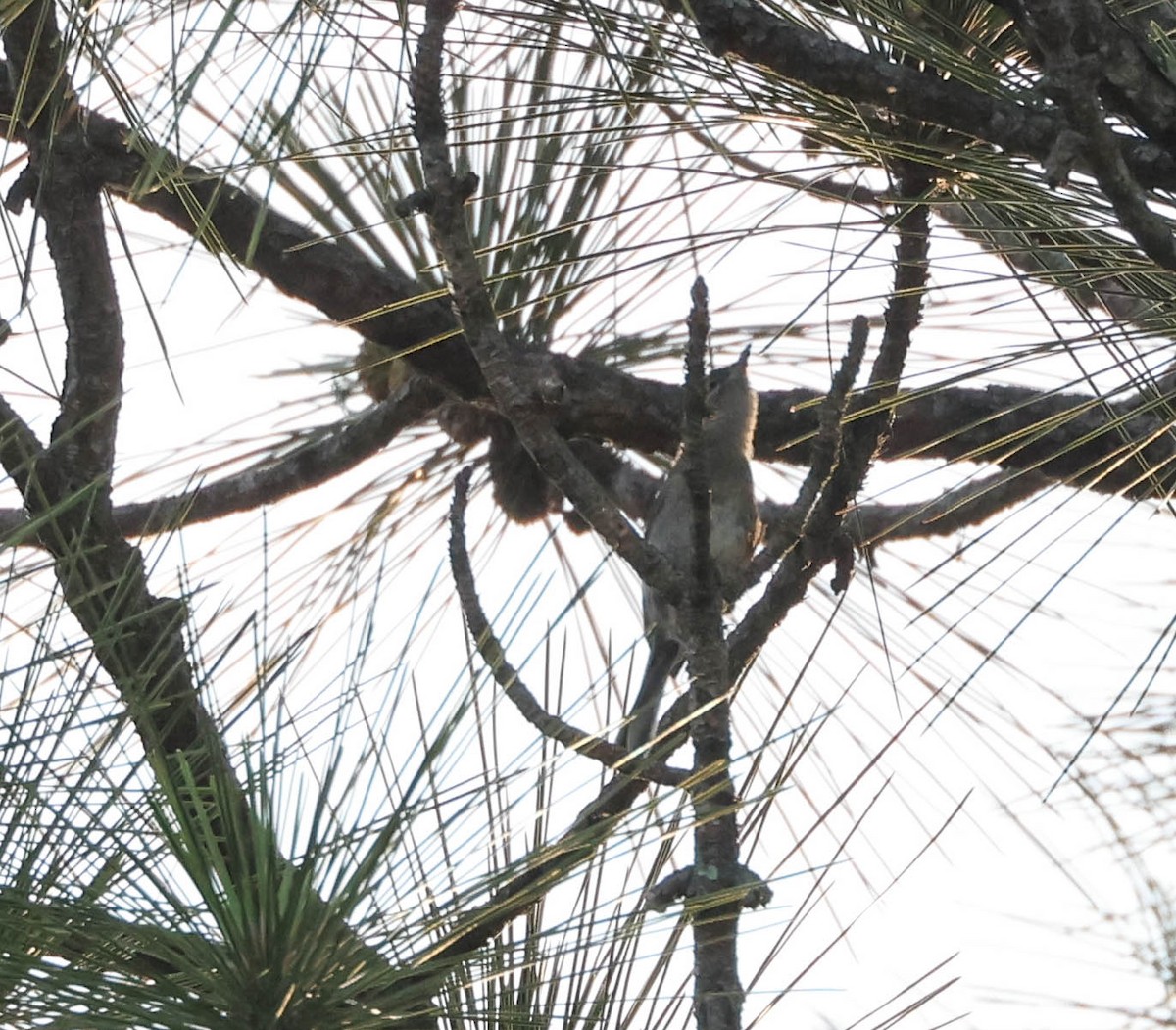 Blue-gray Gnatcatcher - ML575701501