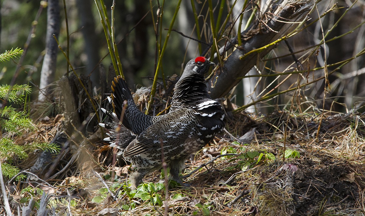 Spruce Grouse - Lynnea Parker