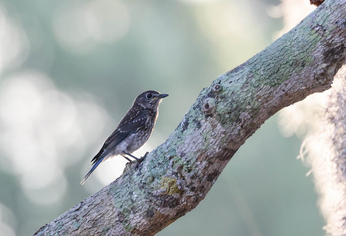 Eastern Bluebird - ML575701611