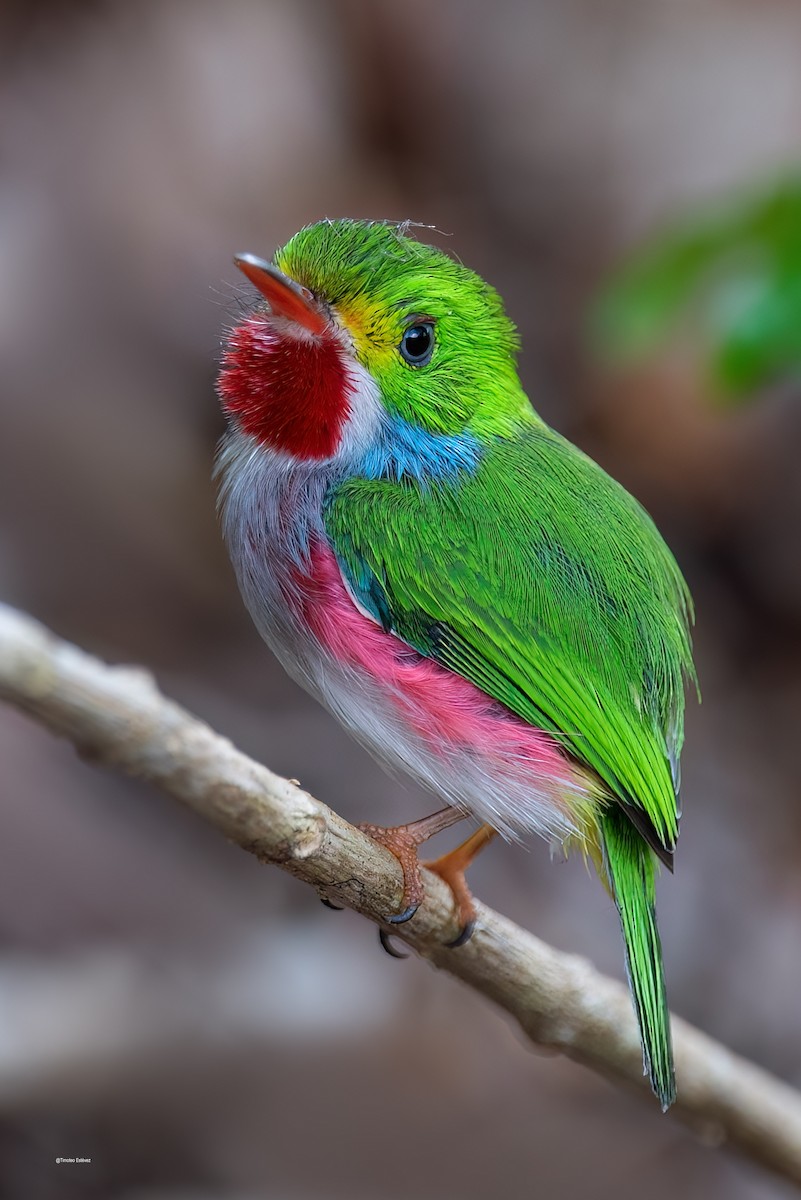 Cuban Tody - ML575701751