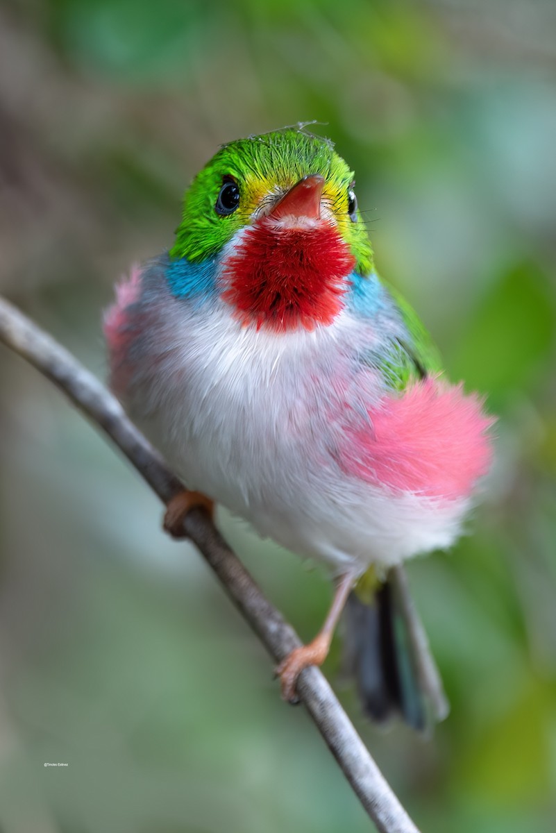 Cuban Tody - ML575701761