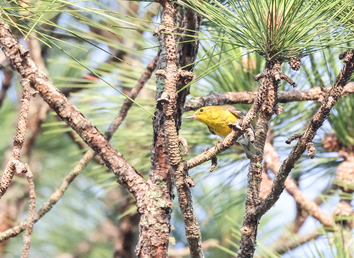 Pine Warbler - ML575701831