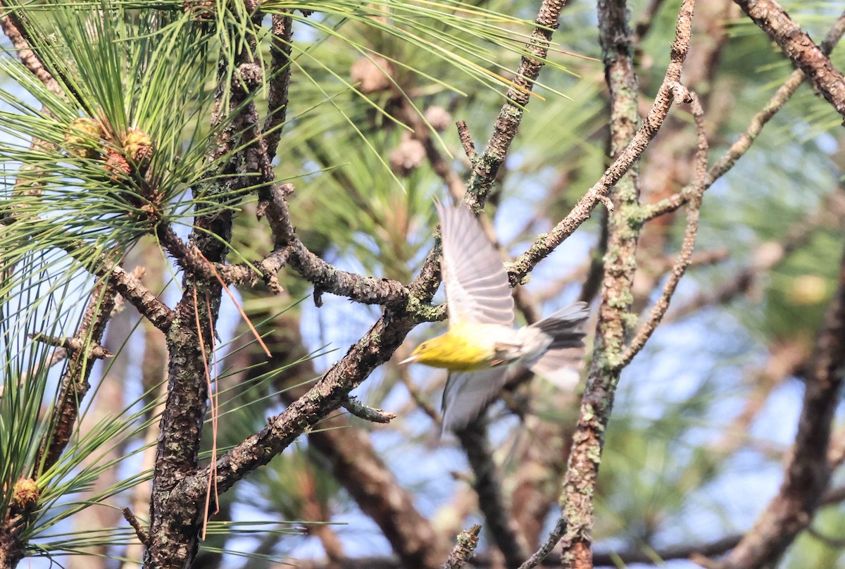 Pine Warbler - ML575701841