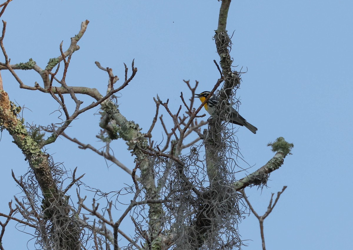 Yellow-throated Warbler - ML575702291