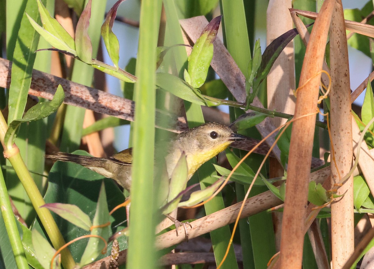 Common Yellowthroat - ML575702511