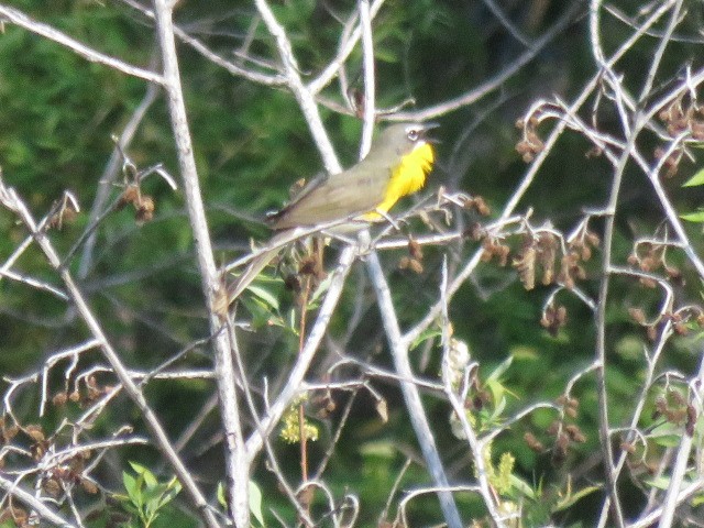 Yellow-breasted Chat - ML575702691