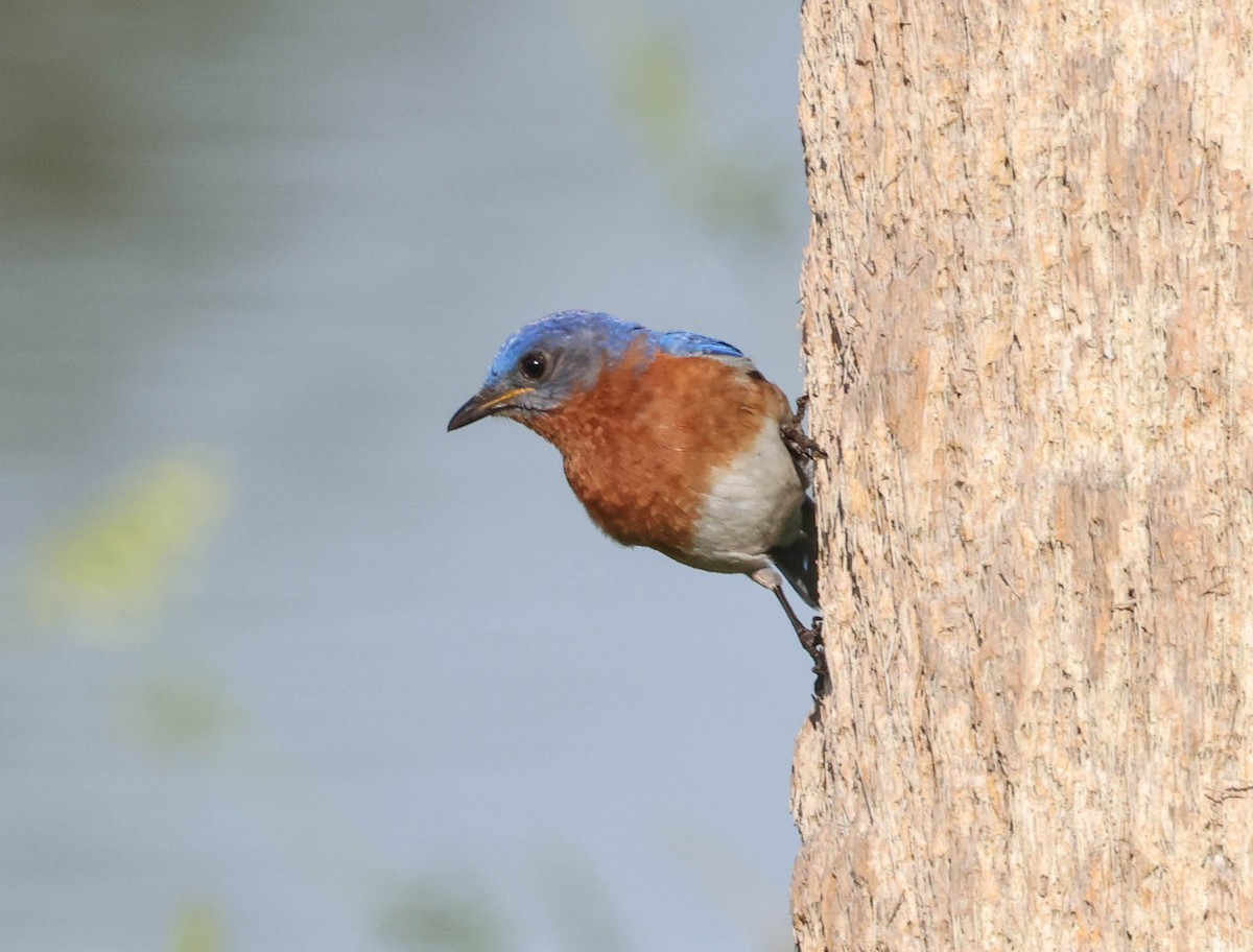 Eastern Bluebird - ML575702841