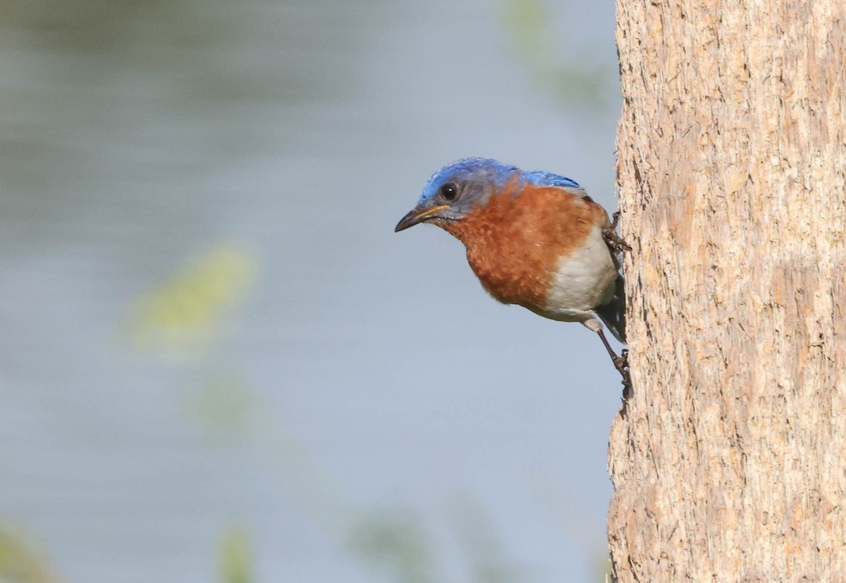 Eastern Bluebird - ML575702861