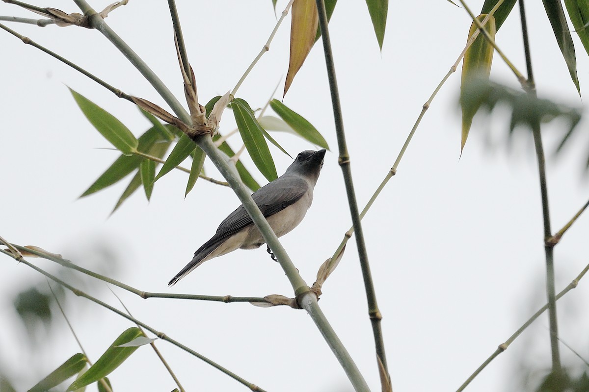 Large Cuckooshrike - ML575702881