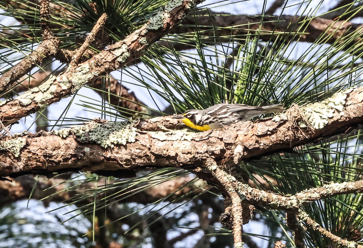 Yellow-throated Warbler - ML575703041